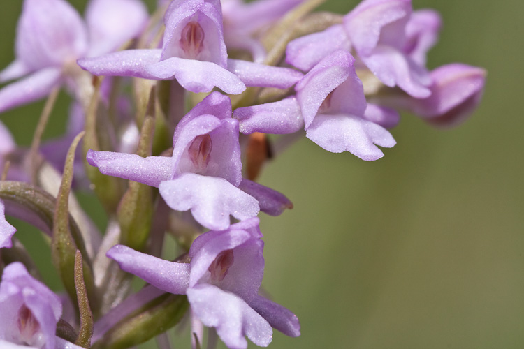 Orchidee di alta quota